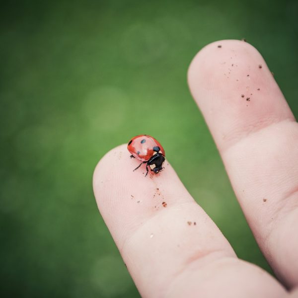 ladybug-2271445_1920